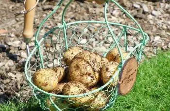 Potatoes being picked from garden